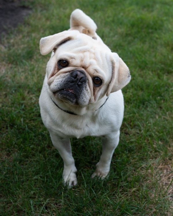 Louie