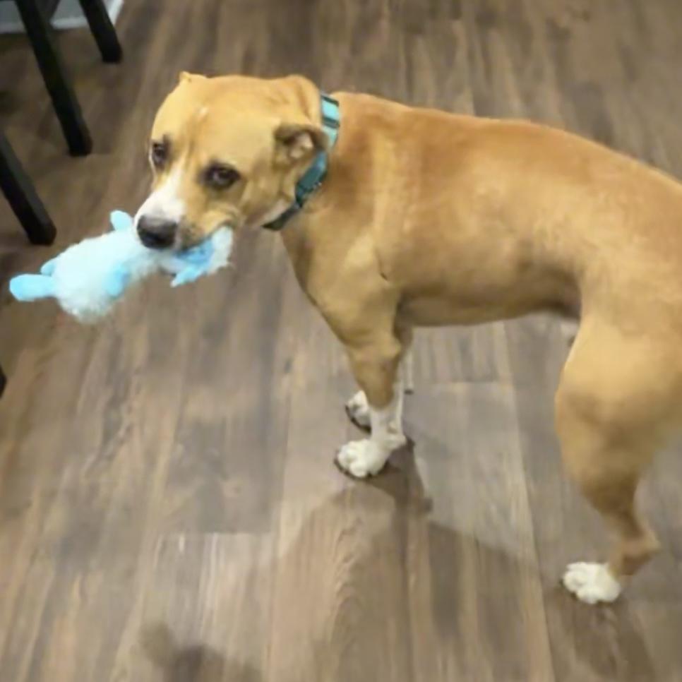 Buddy Boop