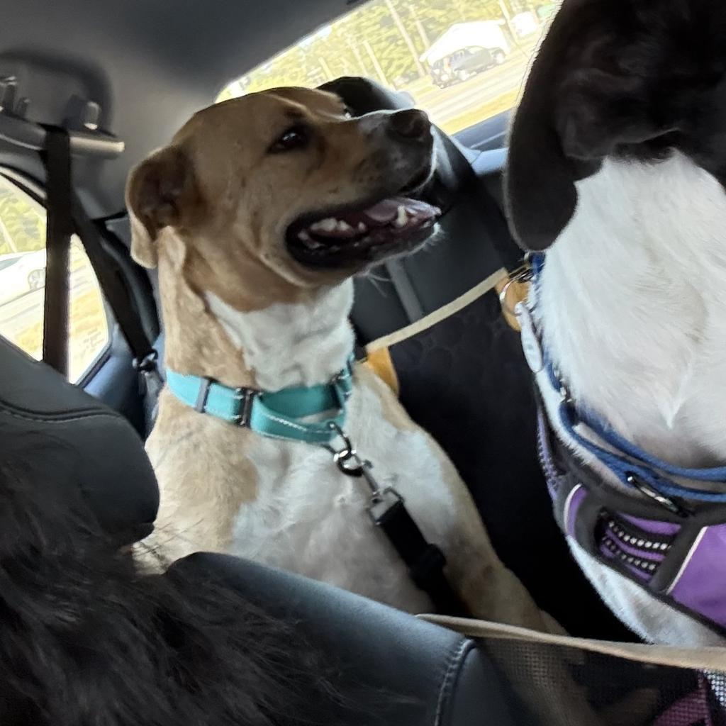 Buddy Boop