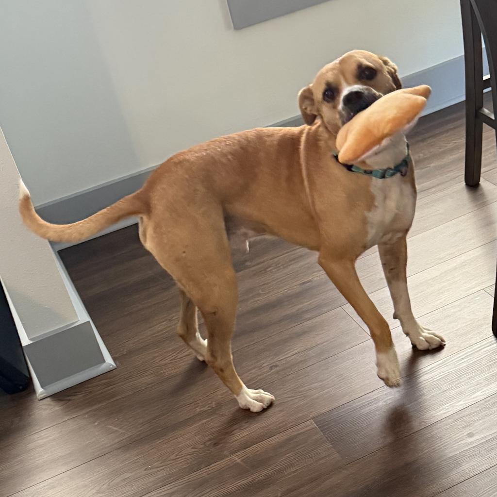 Buddy Boop