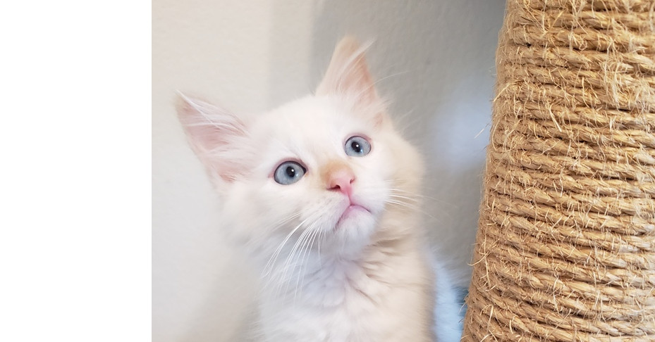 Earwig, an adoptable Ragdoll, Siamese in Austin, TX, 78711 | Photo Image 1
