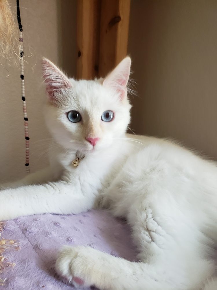 Earwig, an adoptable Ragdoll, Siamese in Austin, TX, 78711 | Photo Image 2