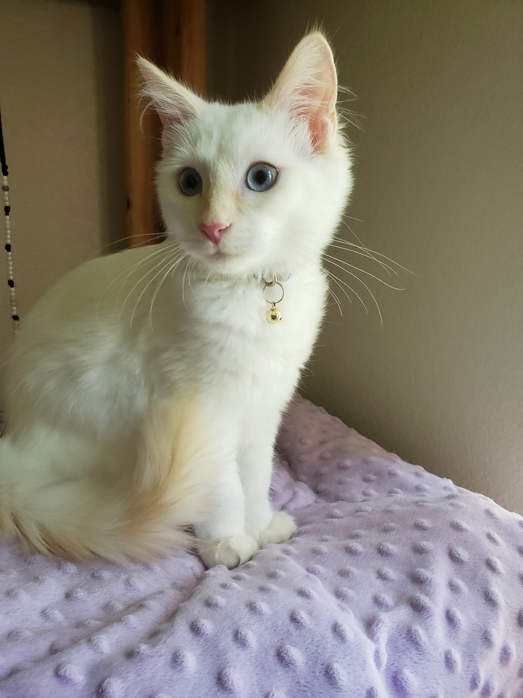 Earwig, an adoptable Ragdoll, Siamese in Austin, TX, 78711 | Photo Image 3