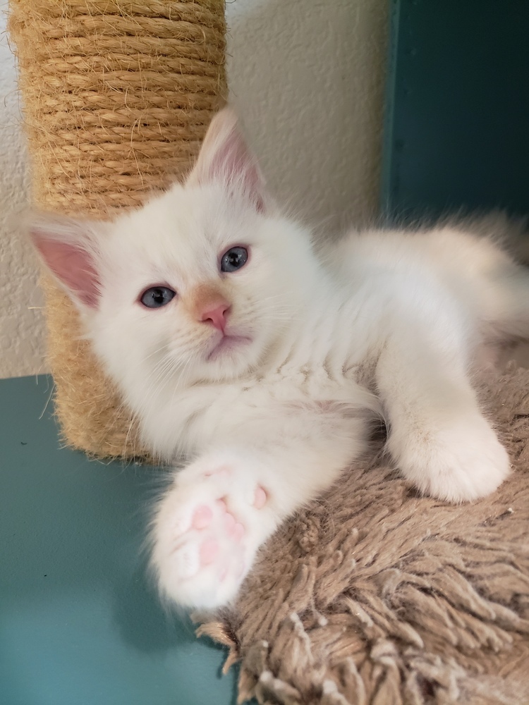 Earwig, an adoptable Ragdoll, Siamese in Austin, TX, 78711 | Photo Image 4