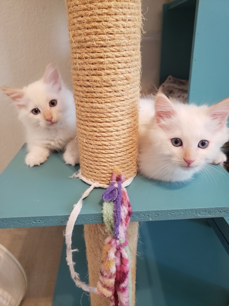 Earwig, an adoptable Ragdoll, Siamese in Austin, TX, 78711 | Photo Image 5