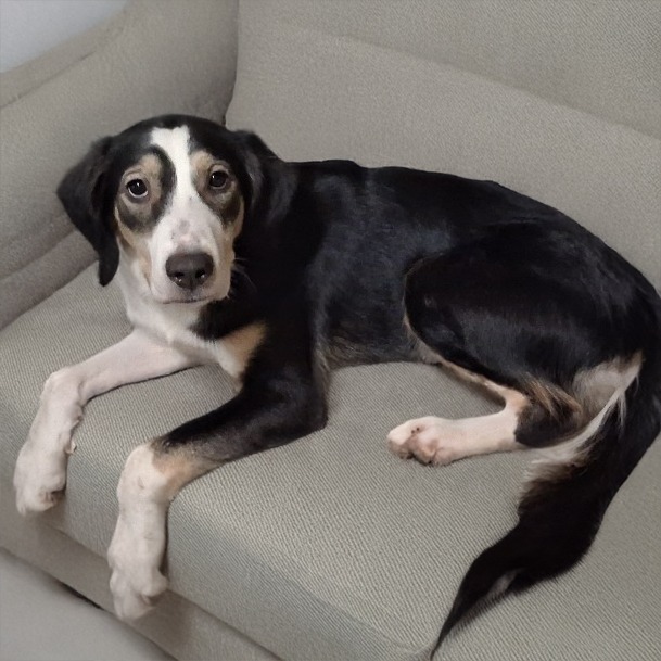 Domino