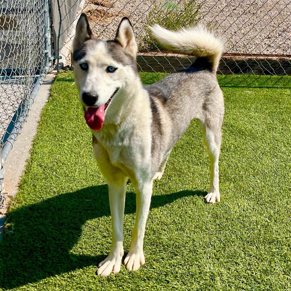 Maya, an adoptable Siberian Husky in Idaho Falls, ID, 83402 | Photo Image 1