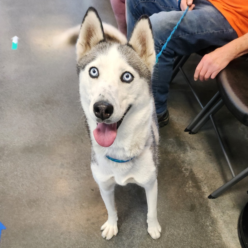 Maya, an adoptable Siberian Husky in Idaho Falls, ID, 83402 | Photo Image 2