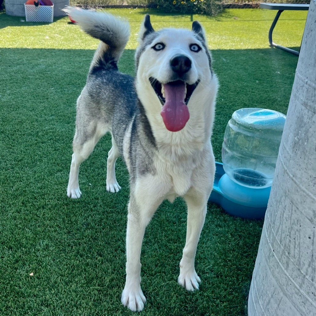 Maya, an adoptable Siberian Husky in Idaho Falls, ID, 83402 | Photo Image 3