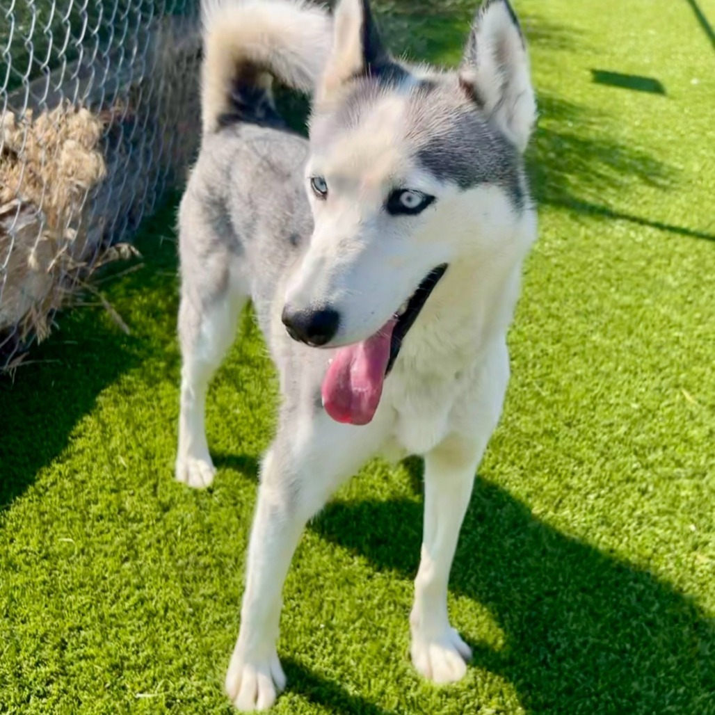 Maya, an adoptable Siberian Husky in Idaho Falls, ID, 83402 | Photo Image 4