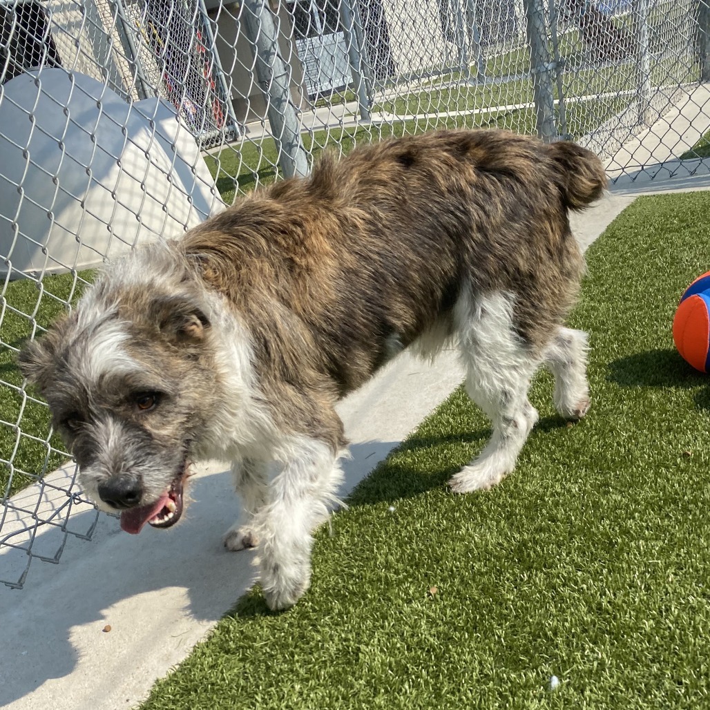 Bo, an adoptable English Bulldog in Cody, WY, 82414 | Photo Image 1