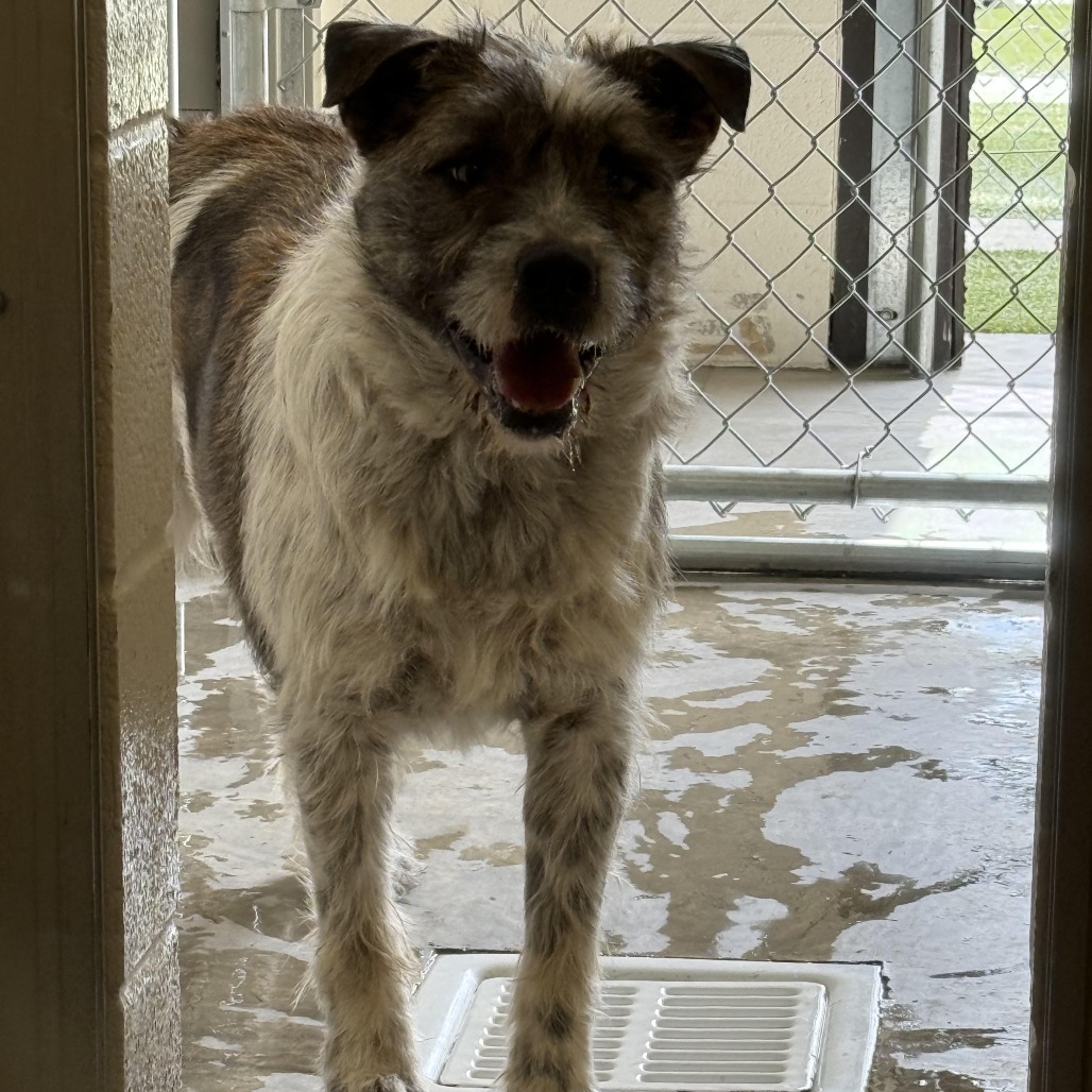 Bo, an adoptable English Bulldog in Cody, WY, 82414 | Photo Image 2