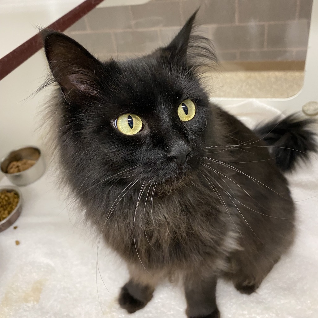 Lilo, an adoptable Domestic Long Hair in Cheyenne, WY, 82007 | Photo Image 4