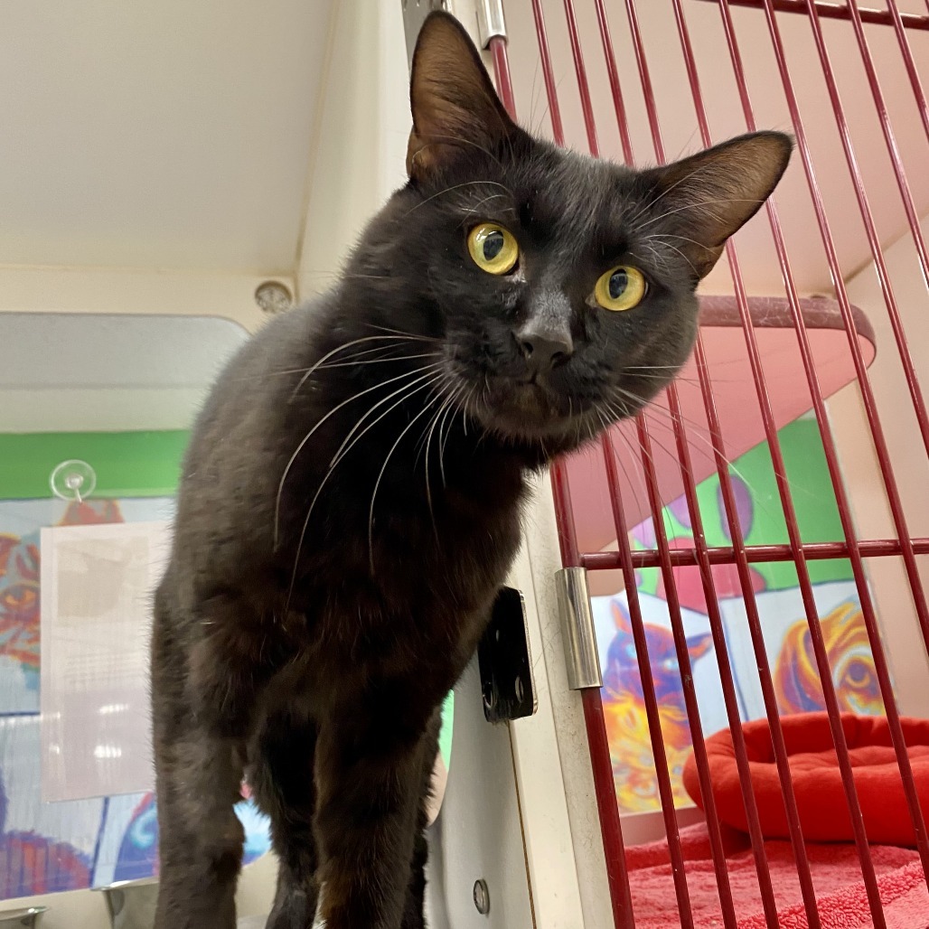 Coco Toes, an adoptable Domestic Short Hair in Cheyenne, WY, 82007 | Photo Image 1