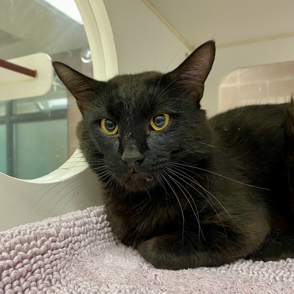 Coco Toes, an adoptable Domestic Short Hair in Cheyenne, WY, 82007 | Photo Image 2