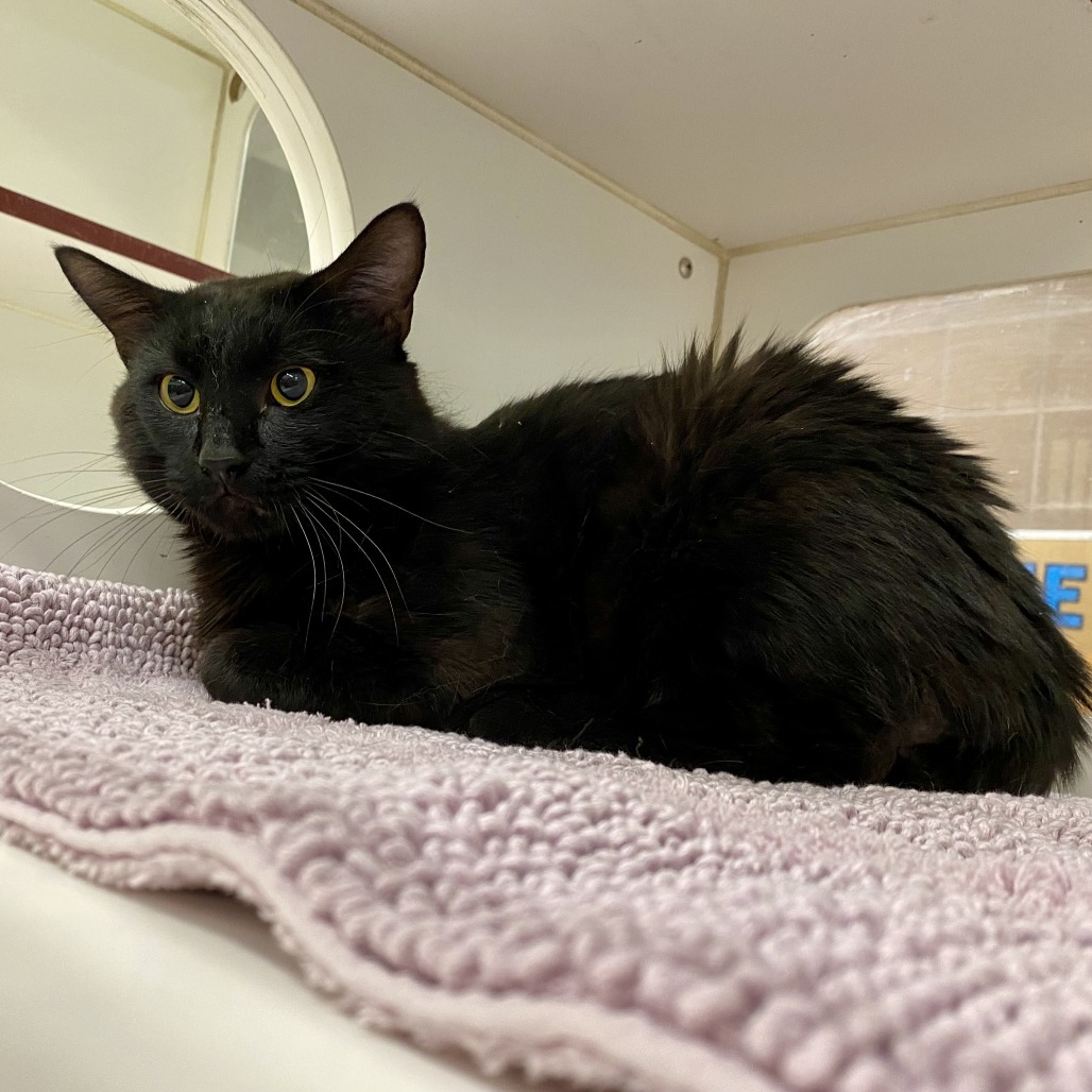 Coco Toes, an adoptable Domestic Short Hair in Cheyenne, WY, 82007 | Photo Image 3
