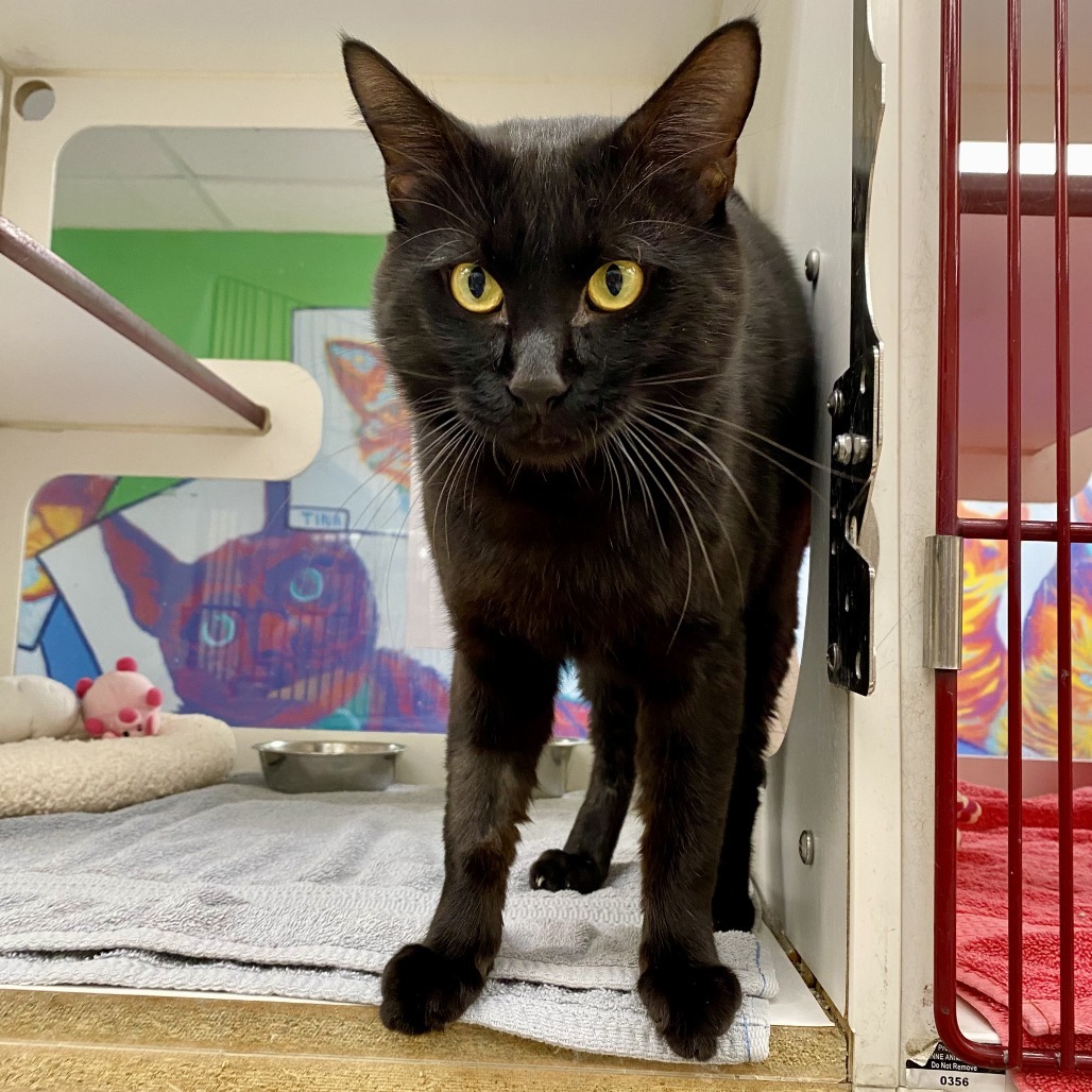 Coco Toes, an adoptable Domestic Short Hair in Cheyenne, WY, 82007 | Photo Image 4