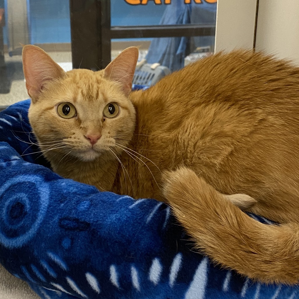 Nala, an adoptable Domestic Short Hair in Cheyenne, WY, 82007 | Photo Image 1