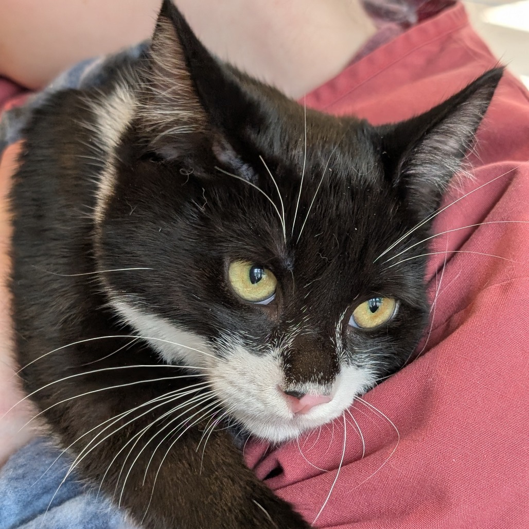 Adventure, an adoptable Domestic Short Hair in Thomaston, ME, 04861 | Photo Image 1