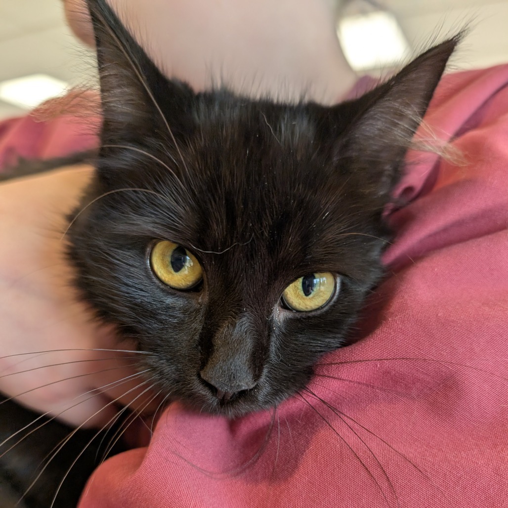 Escapade, an adoptable Domestic Medium Hair in Thomaston, ME, 04861 | Photo Image 1
