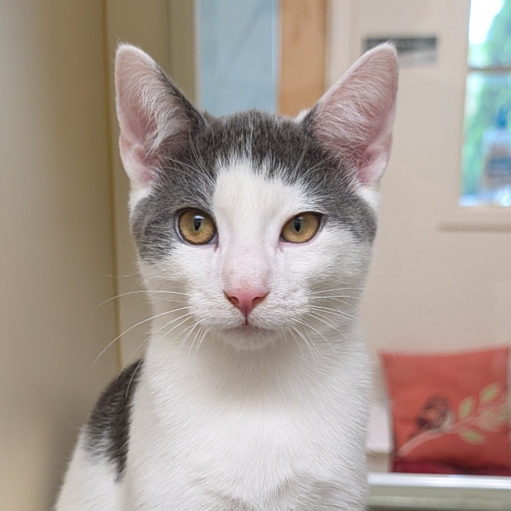 Peter Rabbit, an adoptable Domestic Short Hair in Thomaston, ME, 04861 | Photo Image 1