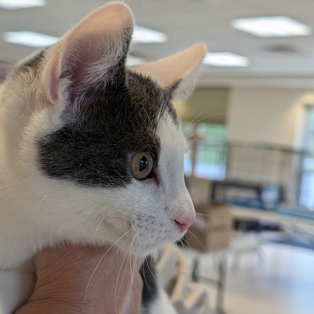 Peter Rabbit, an adoptable Domestic Short Hair in Thomaston, ME, 04861 | Photo Image 2