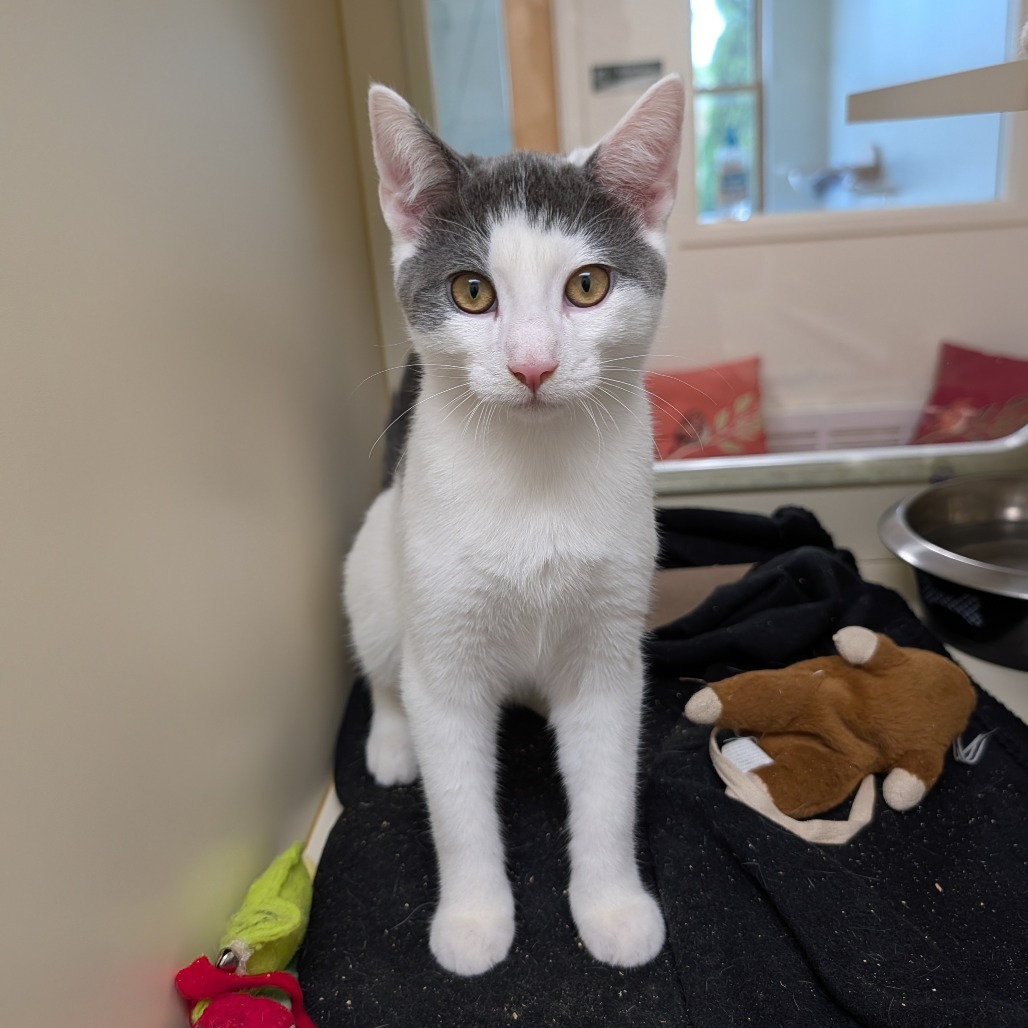 Peter Rabbit, an adoptable Domestic Short Hair in Thomaston, ME, 04861 | Photo Image 3