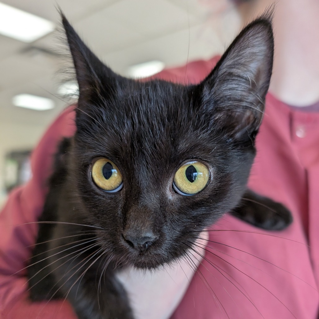 Caper, an adoptable Domestic Short Hair in Thomaston, ME, 04861 | Photo Image 1