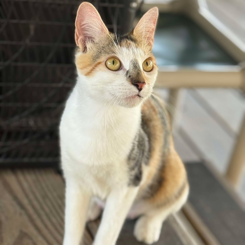Josephine