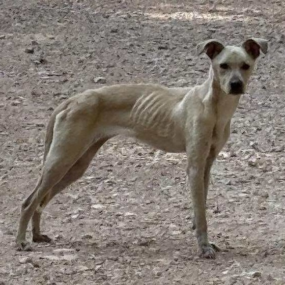 Dandi