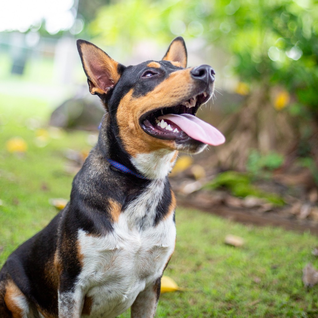 Cactus, an adoptable Mixed Breed in Kailua Kona, HI, 96740 | Photo Image 2