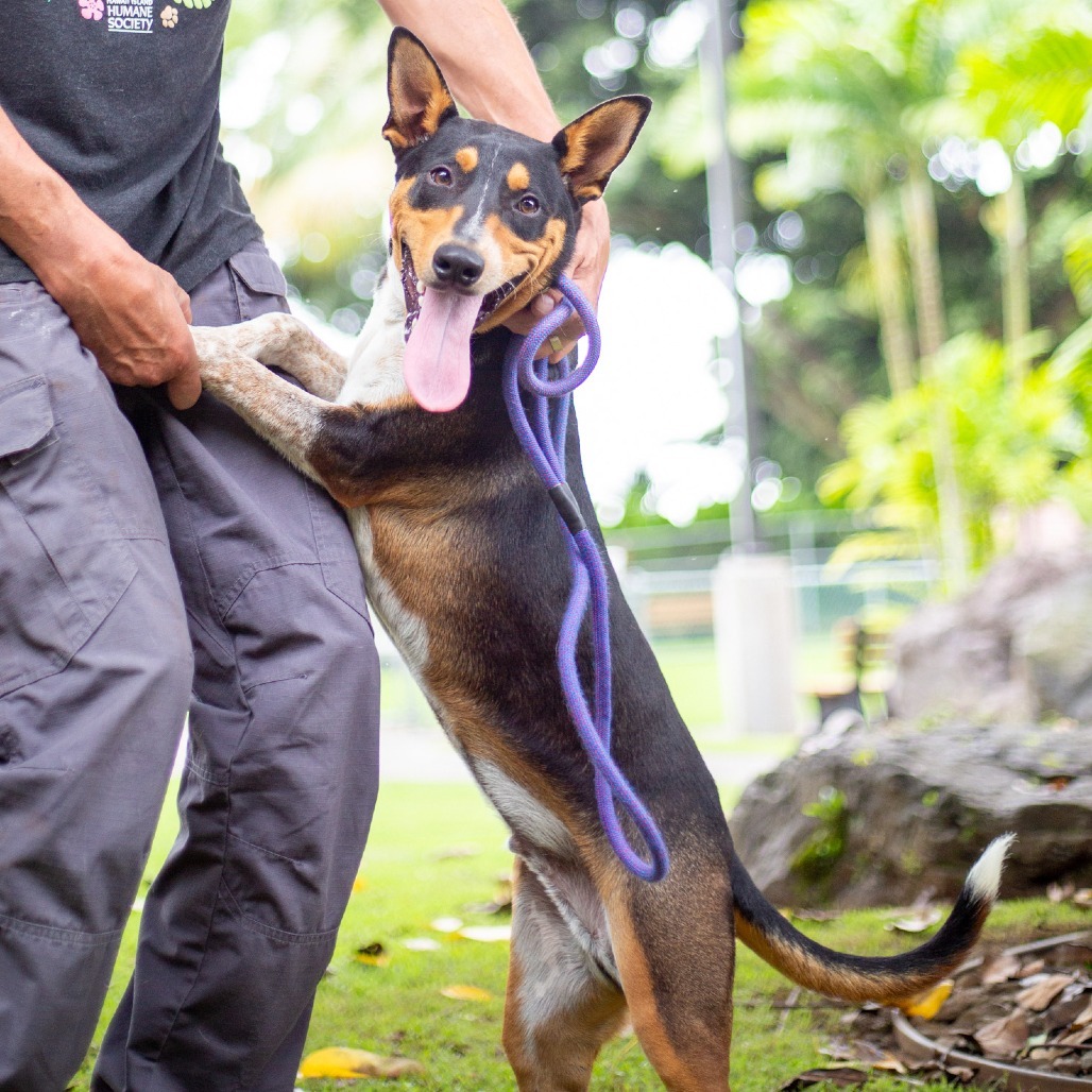 Cactus, an adoptable Mixed Breed in Kailua Kona, HI, 96740 | Photo Image 3