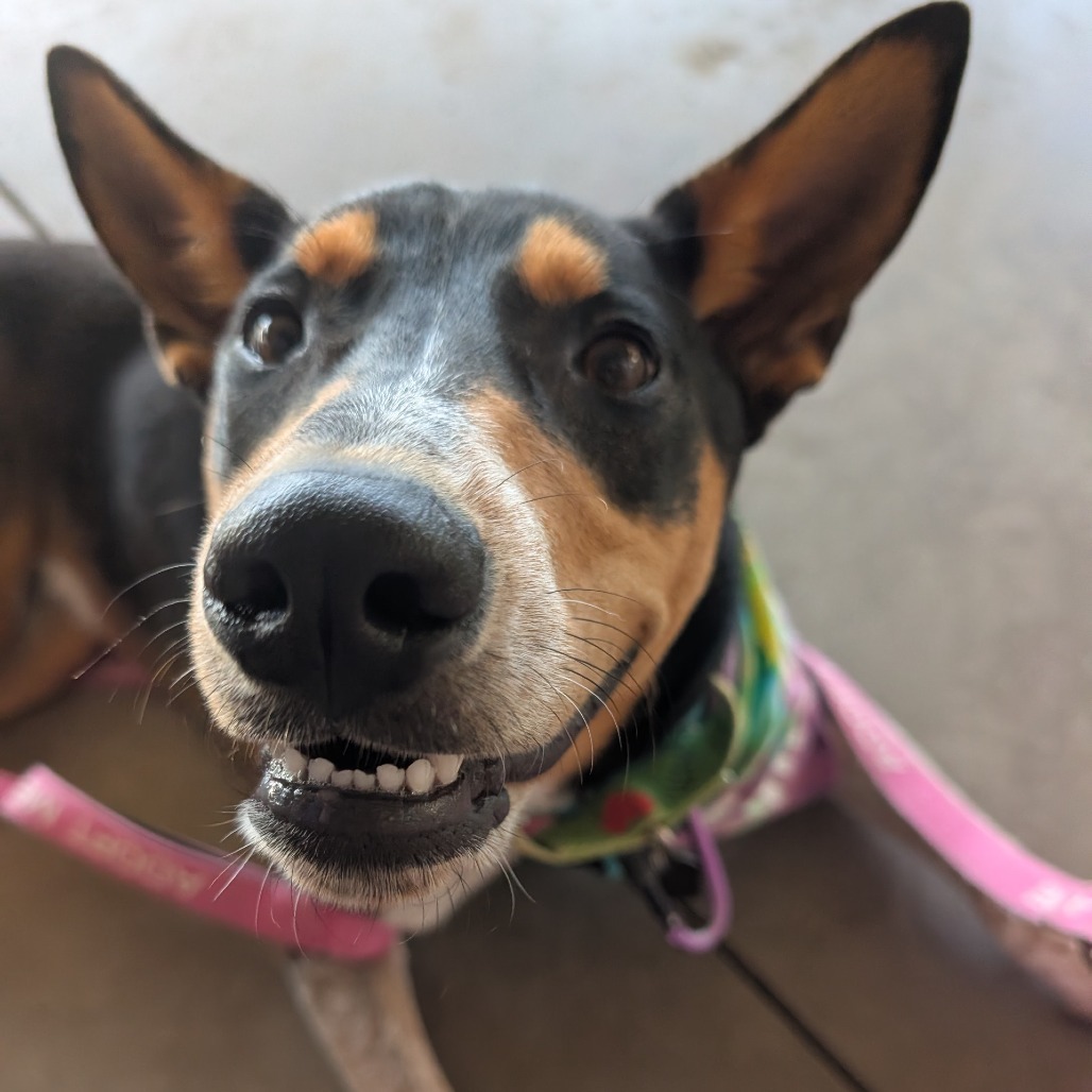 Cactus, an adoptable Mixed Breed in Kailua Kona, HI, 96740 | Photo Image 4