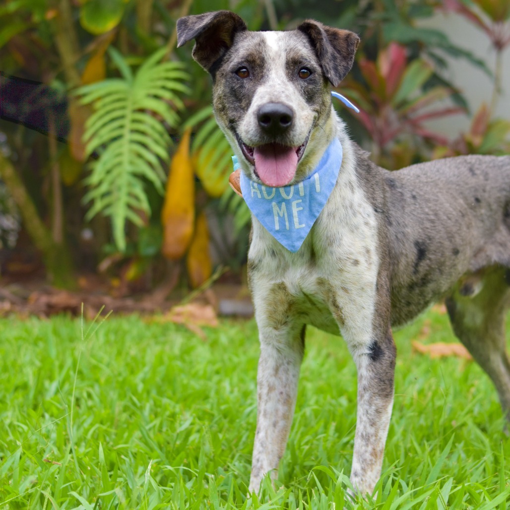Ziggy, an adoptable Mixed Breed in Kailua Kona, HI, 96740 | Photo Image 1