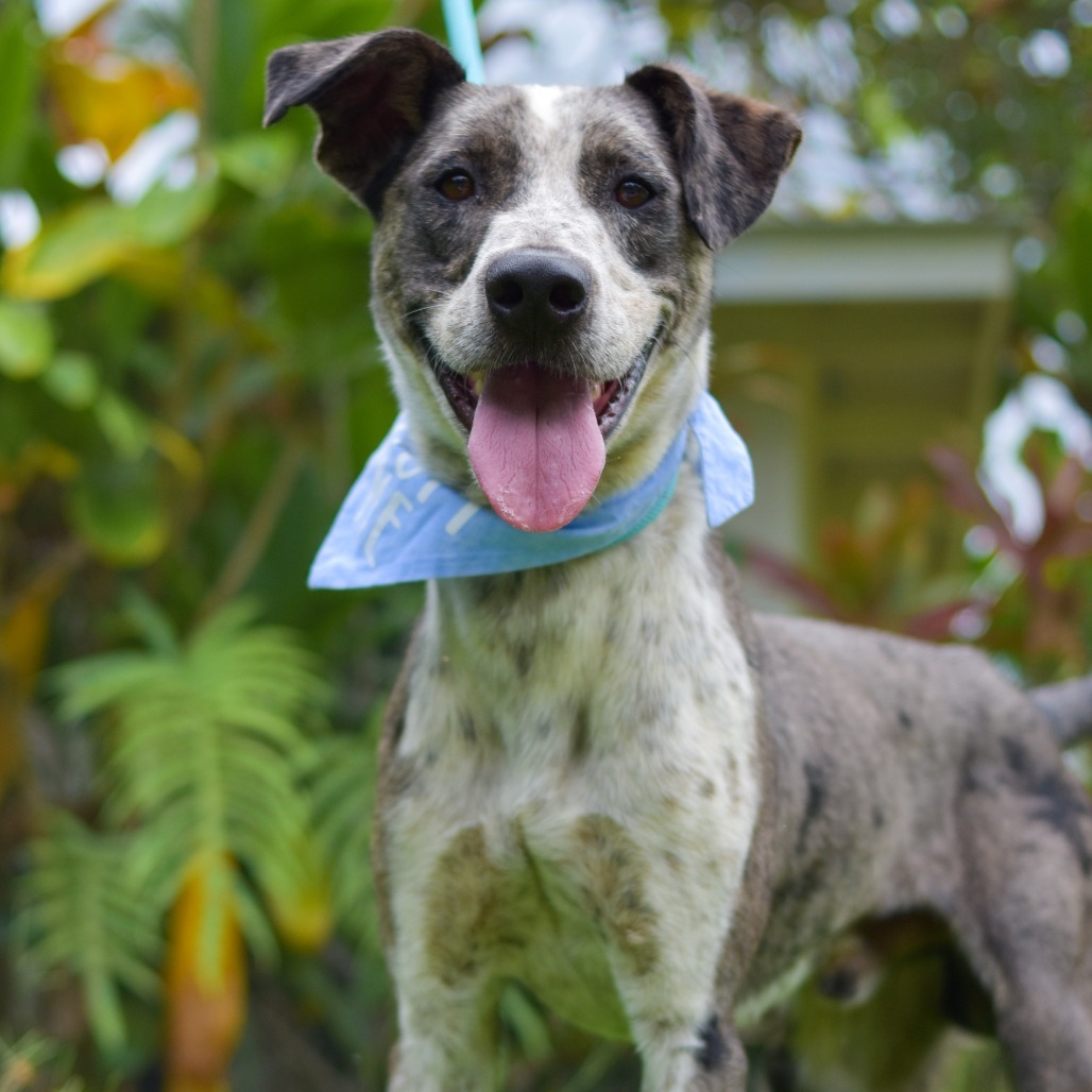 Ziggy, an adoptable Mixed Breed in Kailua Kona, HI, 96740 | Photo Image 2