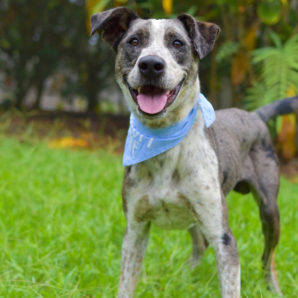 Ziggy, an adoptable Mixed Breed in Kailua Kona, HI, 96740 | Photo Image 3
