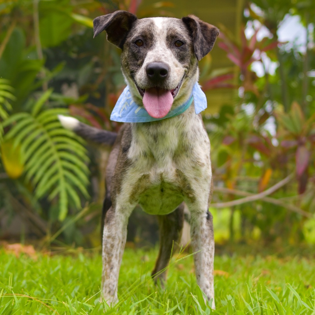 Ziggy, an adoptable Mixed Breed in Kailua Kona, HI, 96740 | Photo Image 4