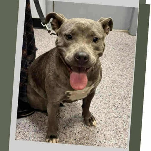 Lottie stray hold 9/9