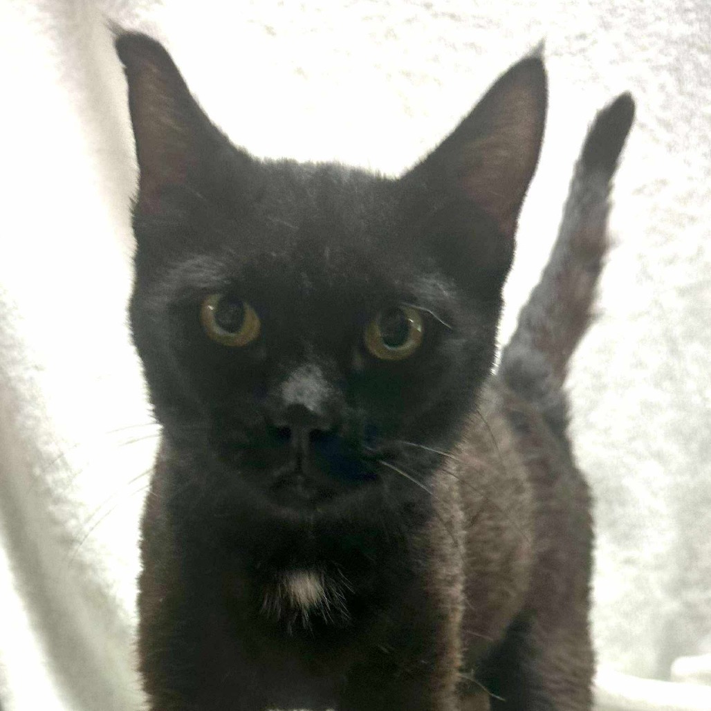 Bates Family: Norma (16674)