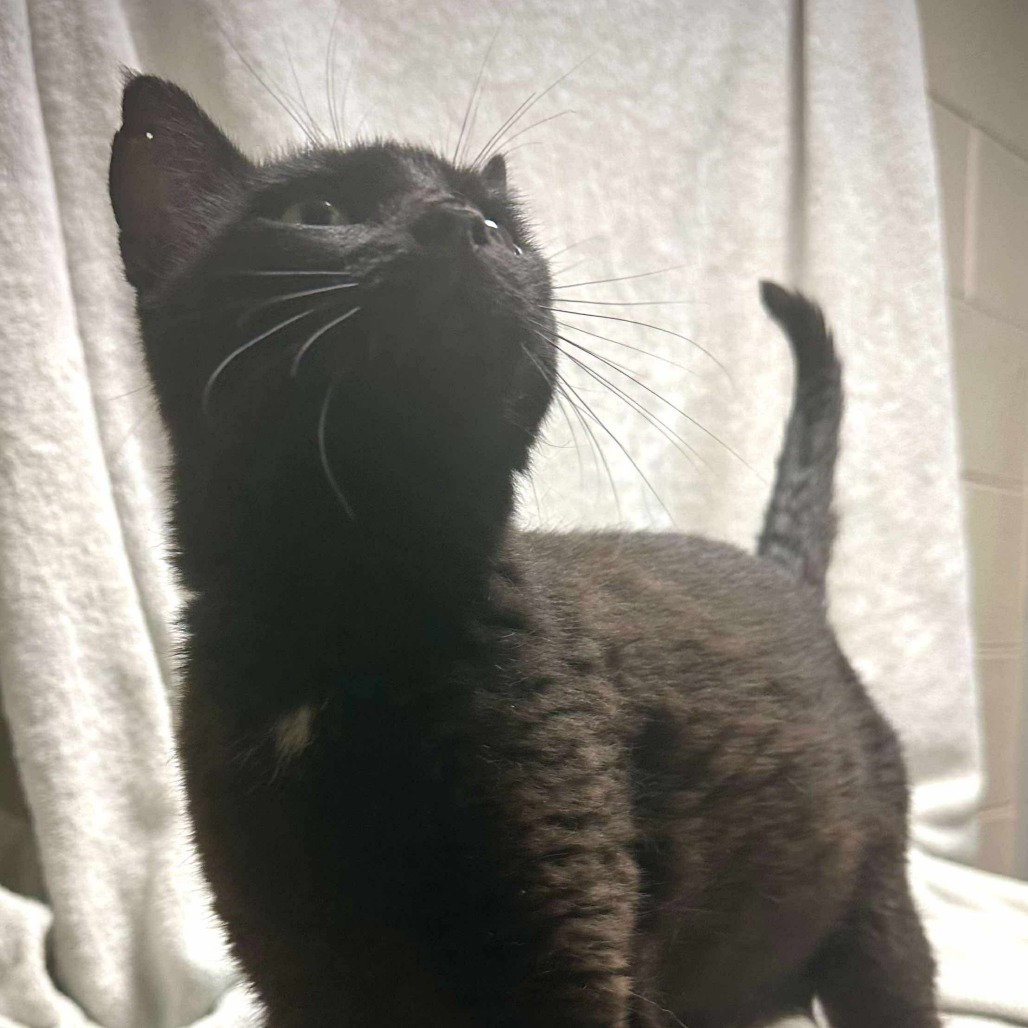 Bates Family: Norma (16674)