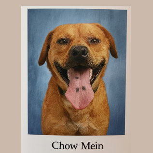 Chow Mein