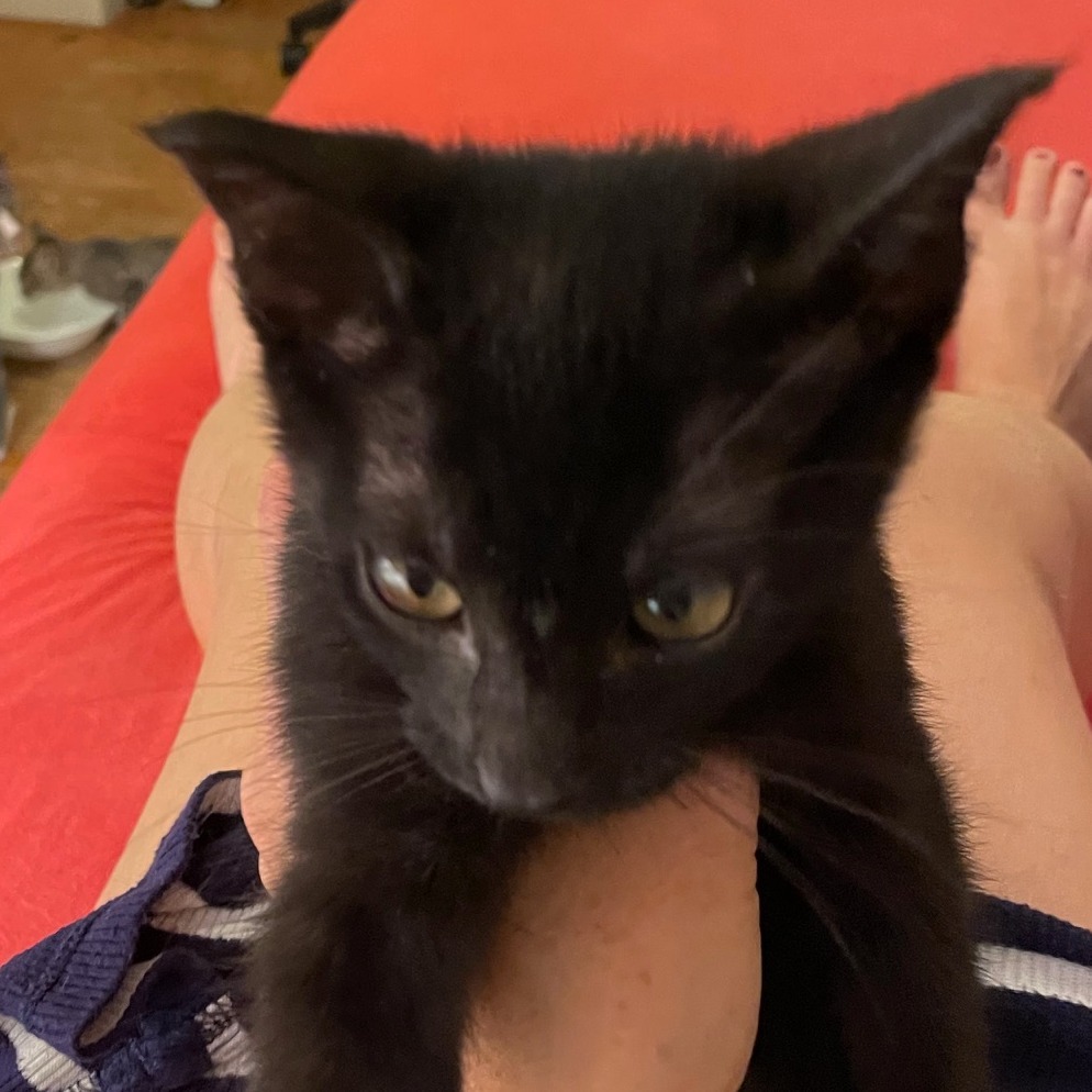 Luci Licorice