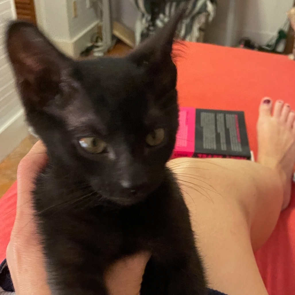 Luci Licorice