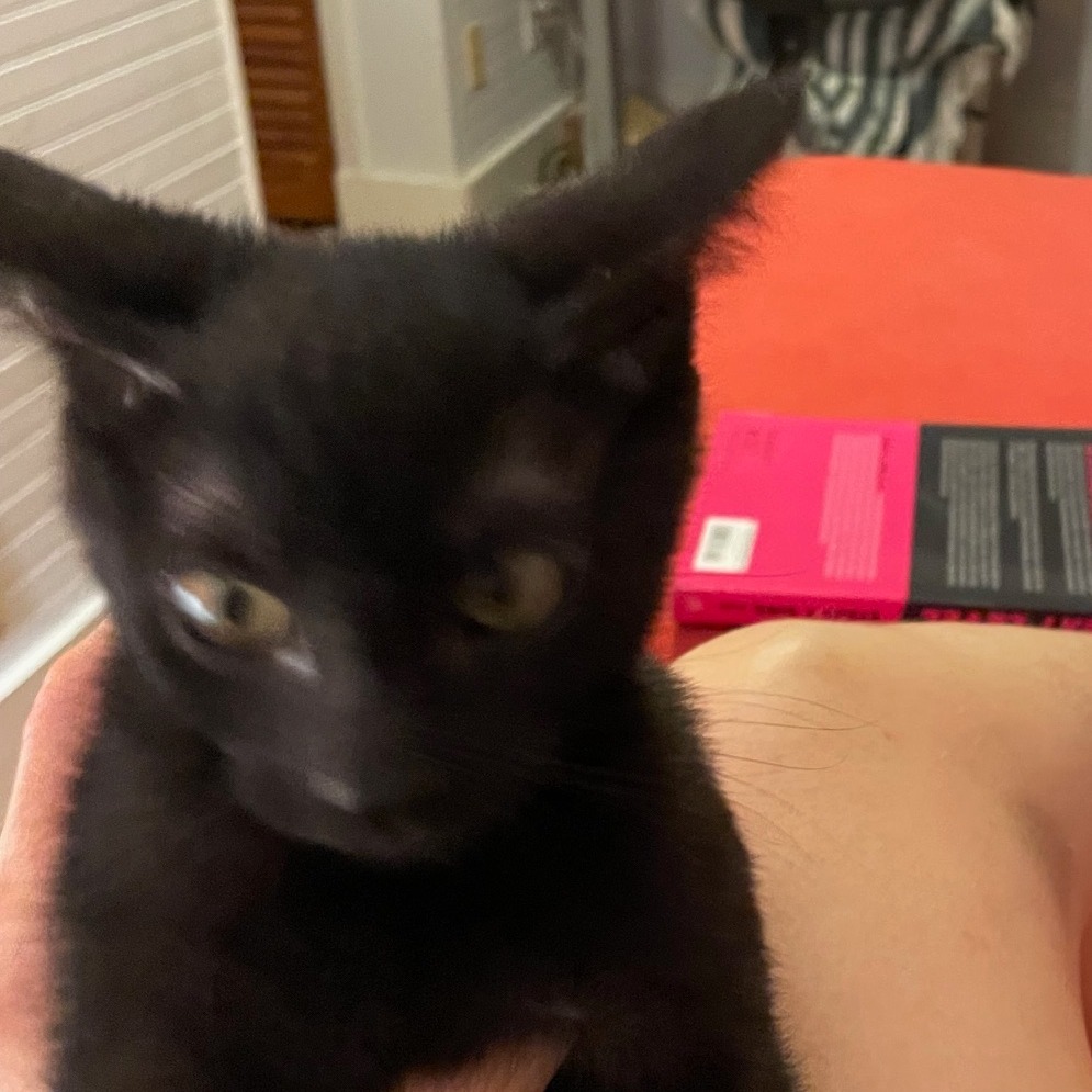 Luci Licorice