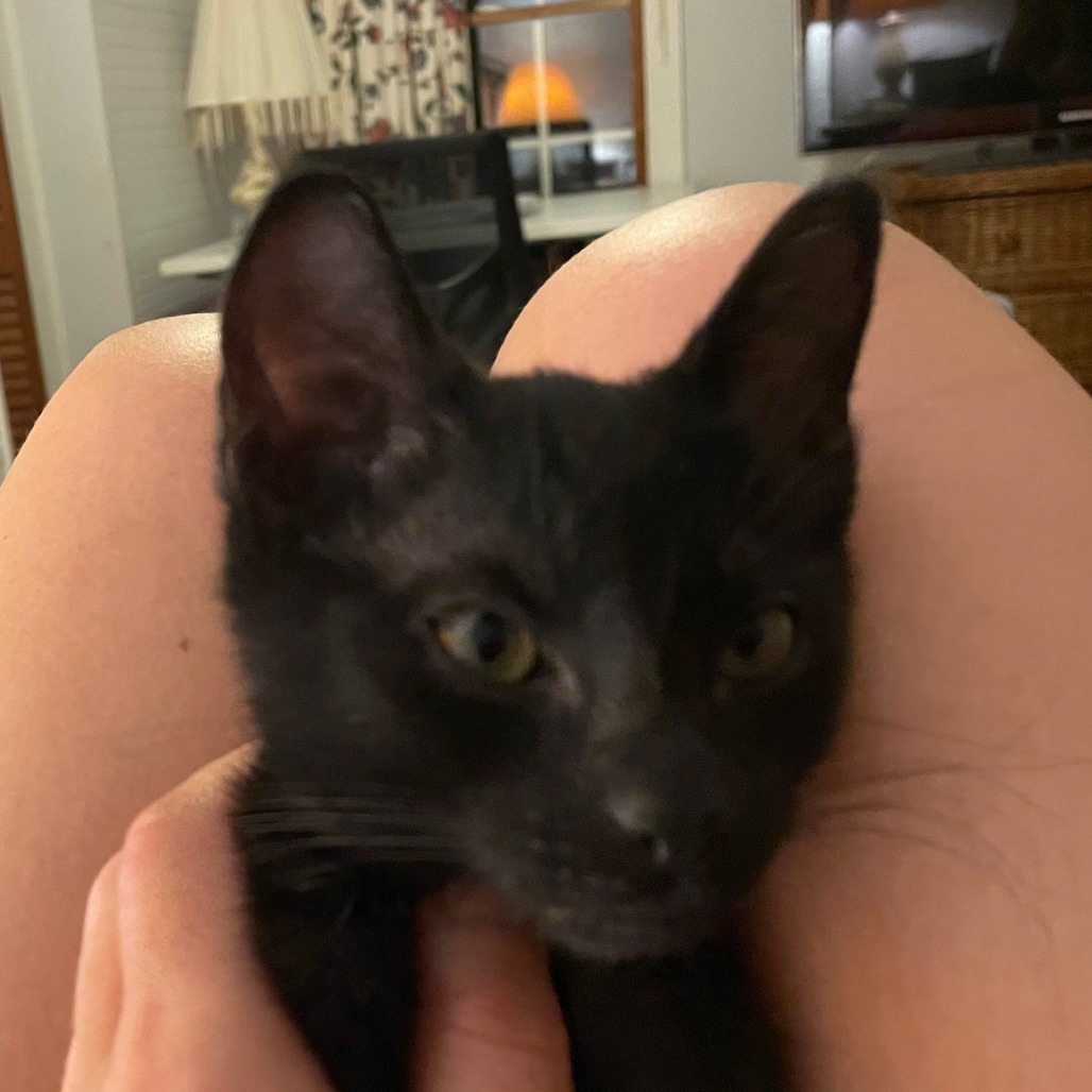 Luci Licorice