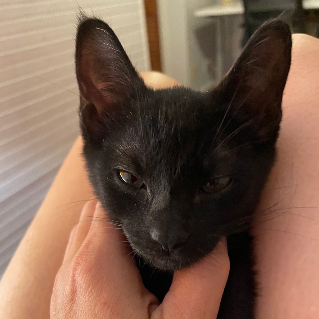 Luci Licorice