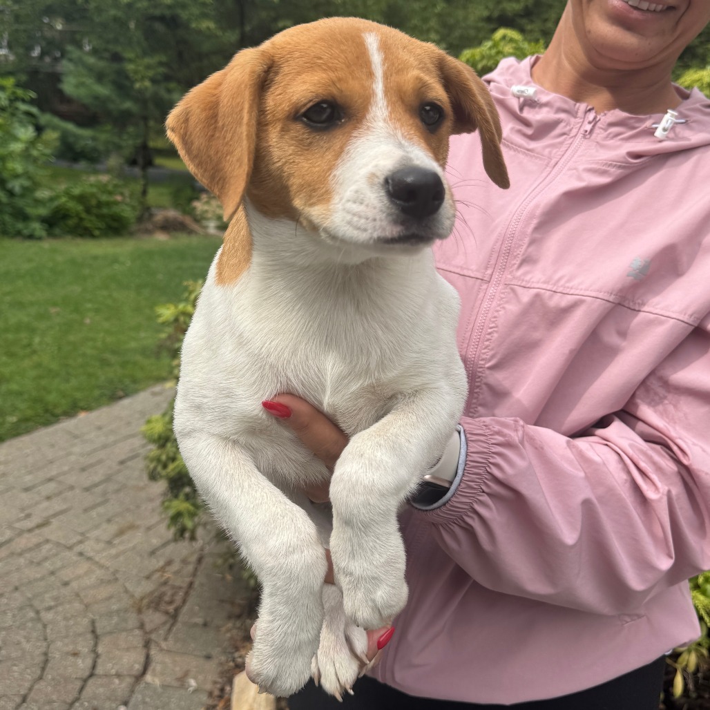 NY Mutt Avail Sep 13 (Kent Community Day)