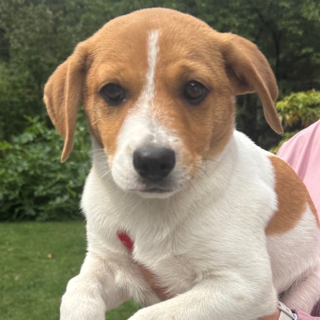 NY Mutt Avail Sep 13 (Kent Community Day)