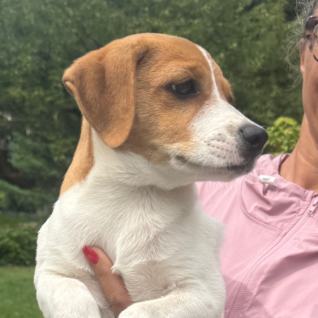 NY Mutt Avail Sep 13 (Kent Community Day)