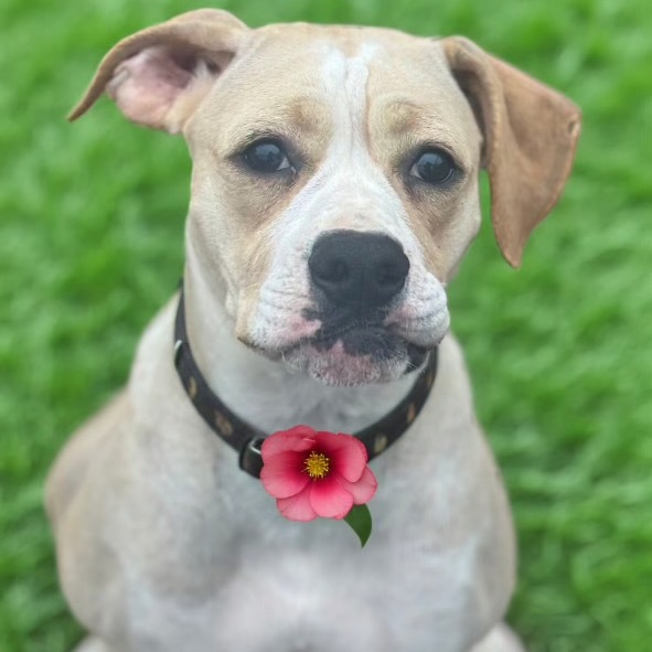 Lena